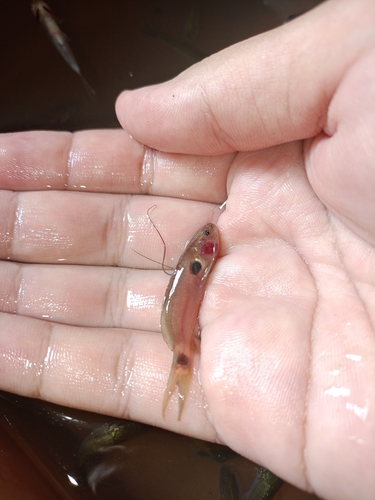 Twospot catfish (Mystus bimaculatus) — Bagridae — 3