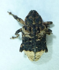 Cryptorhynchus lapathi