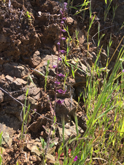 Streptanthus glandulosus pulchellus