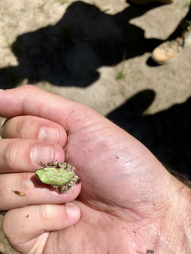 iNaturalist observation photo of Pacific chorus frog