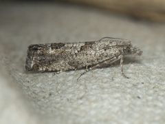 Pelochrista pulveratana