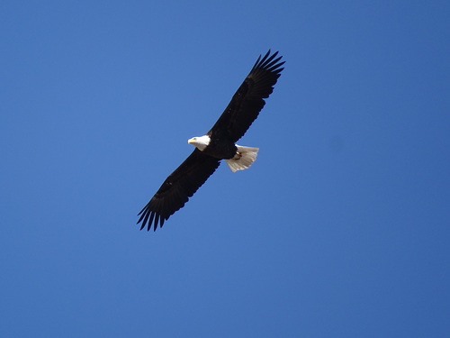 Bald Eagle photographed in Nevada