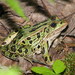 Northern Leopard Frog - Photo (c) diomedea_exulans_li, some rights reserved (CC BY-NC)