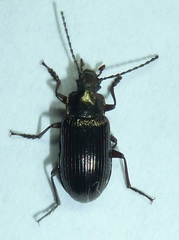 Helops laetus
