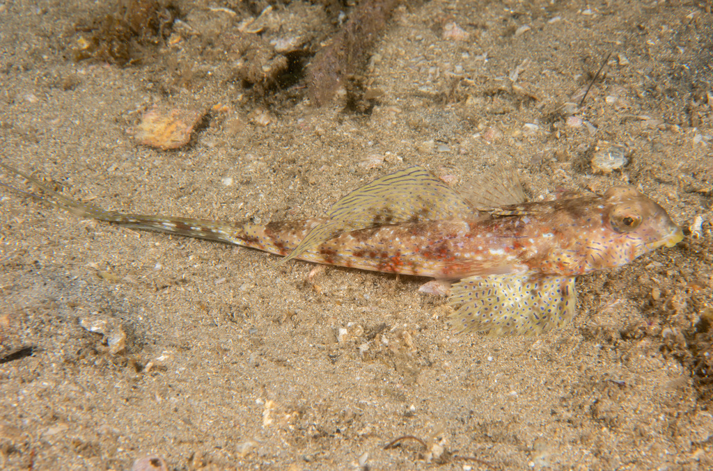 Common stinkfish (Foetorepus calauropomus) — Callionymidae