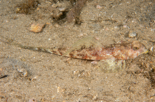 Common stinkfish (Foetorepus calauropomus) — Callionymidae