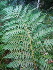 Polystichum pungens