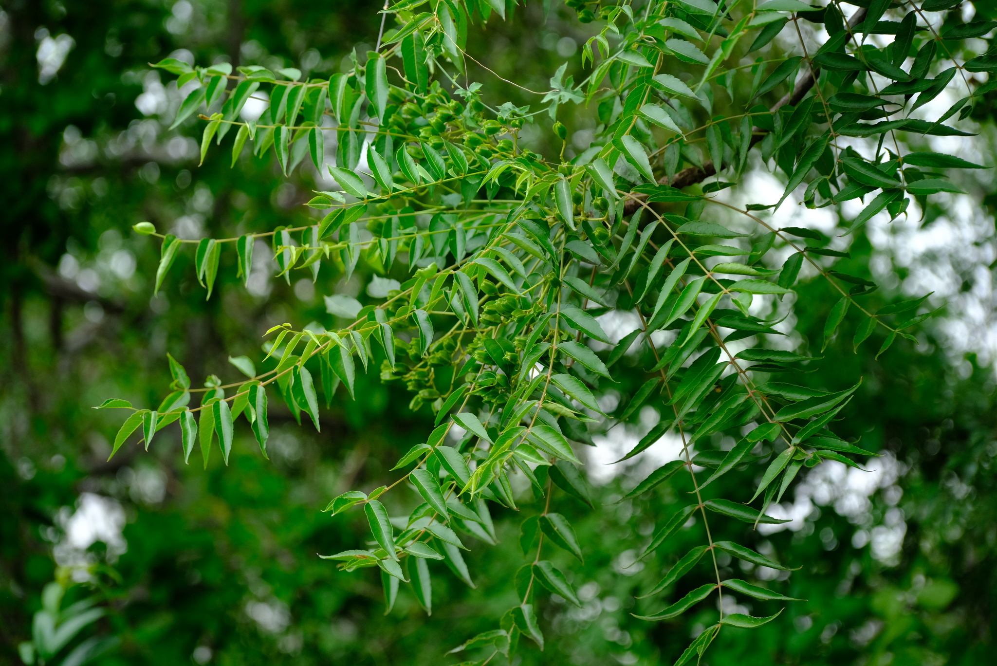 Imagem de Mopane