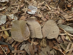 Artocarpus lacucha, photograph (c) 曾昱承 Yu-Cheng Zeng, some rights reserved (CC BY)