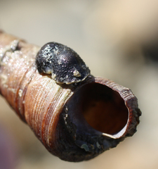 Onchidella nigricans