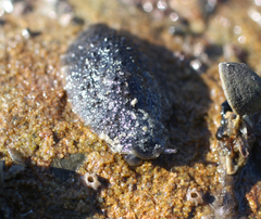 Onchidella nigricans