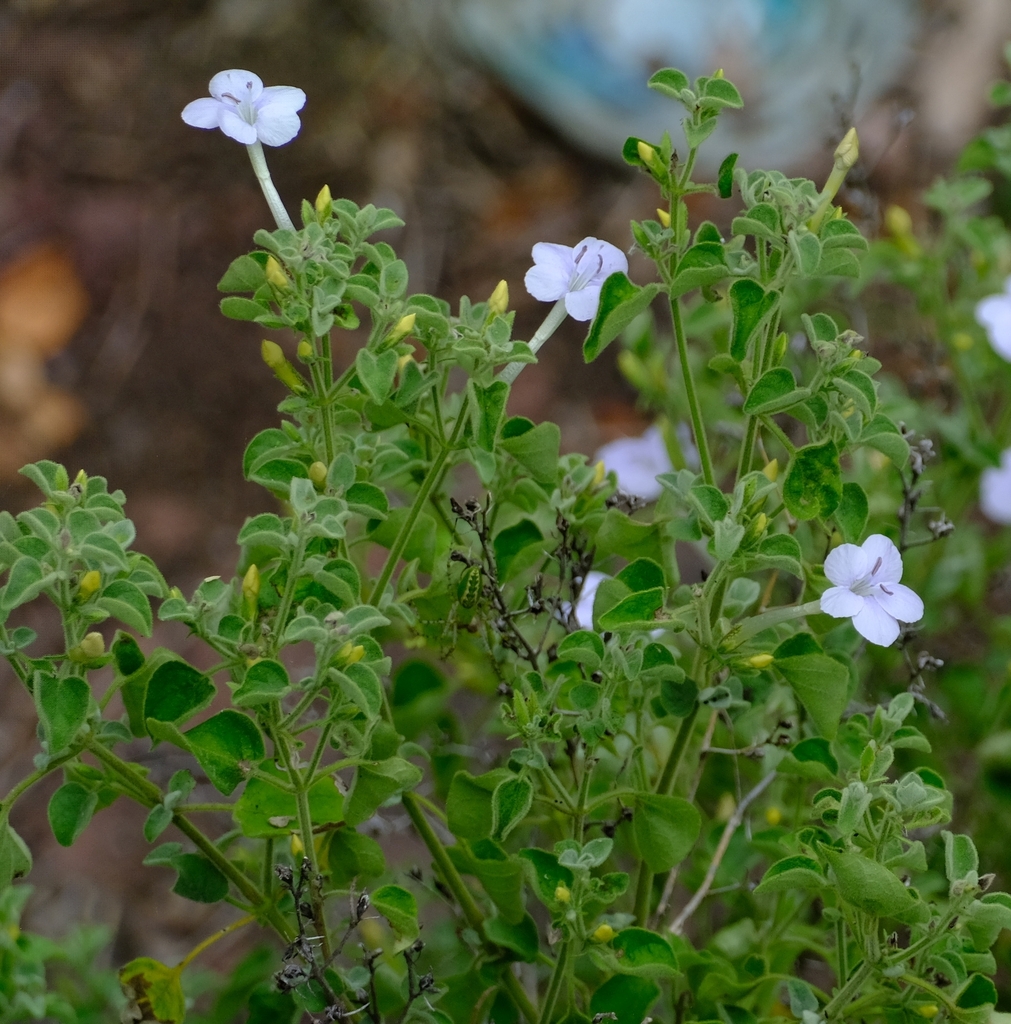 Barleria heterotricha