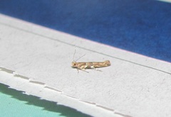 Pyroderces aellotricha