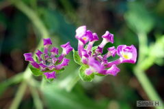 Lantana megapotamica