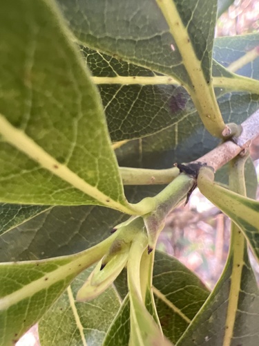 Psychotria greenwelliae observed 2024-02-25