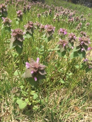 Angiospermae