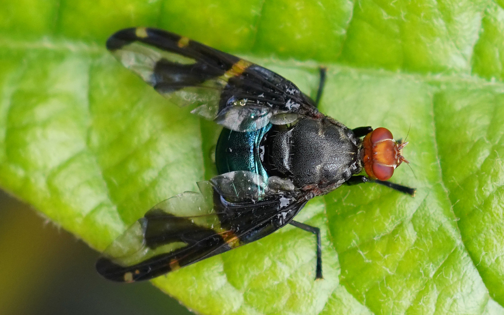 Loxonevra melliana