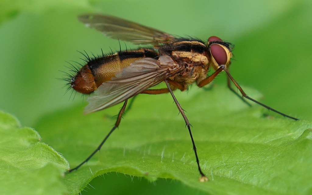 Dexia caldwelli