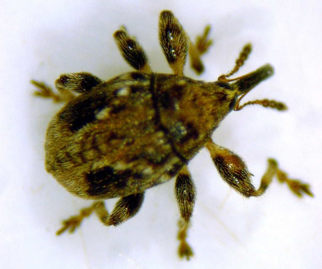 Ctenomerus