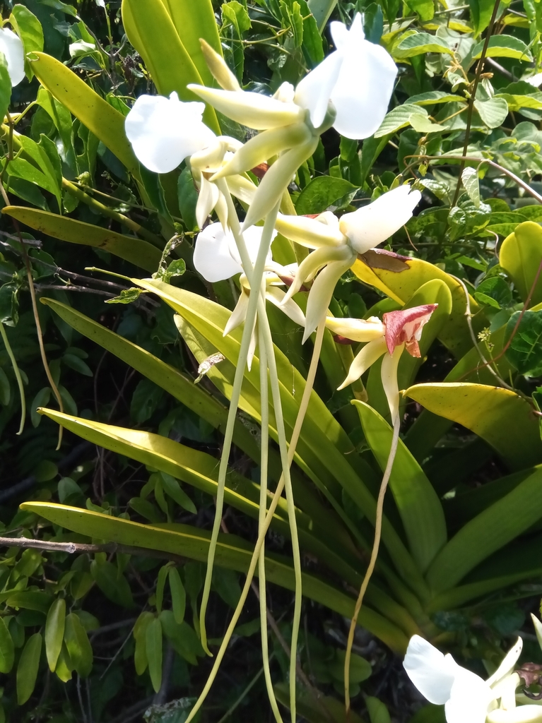 Angraecum longicalcar (Bosser) Senghas 2