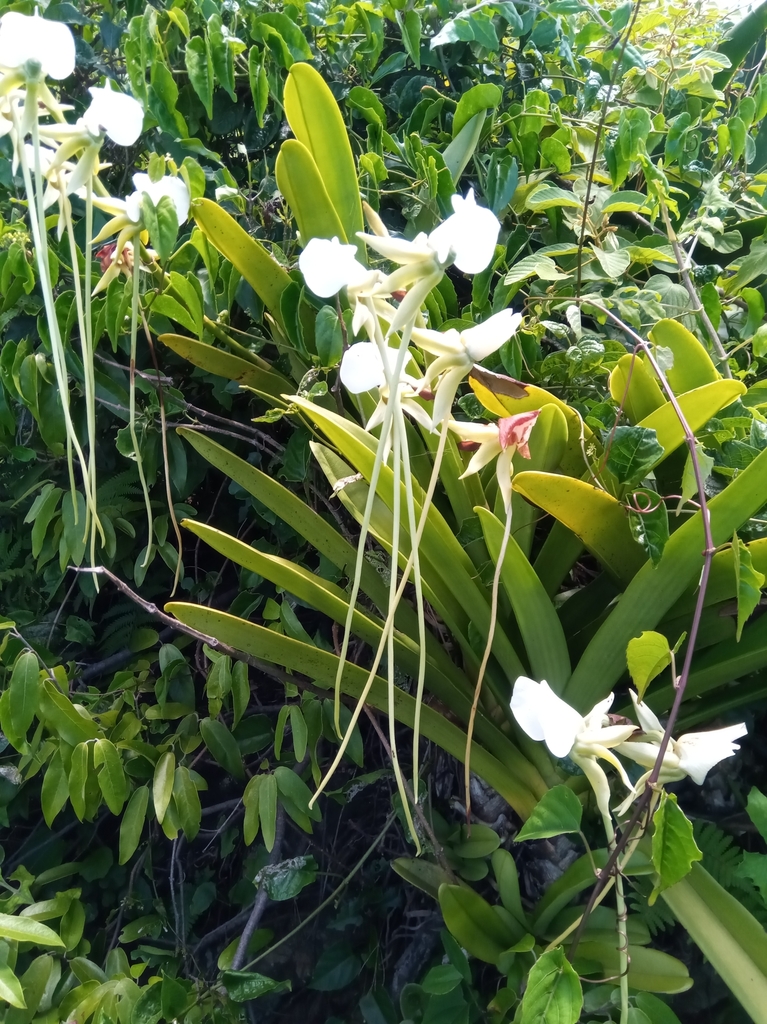 Angraecum longicalcar (Bosser) Senghas 3