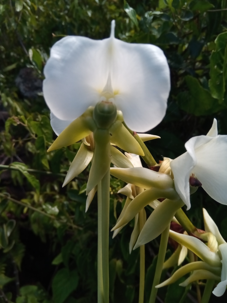 Angraecum longicalcar (Bosser) Senghas 4