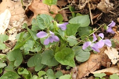 Viola labradorica