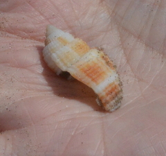 Cancellaria reticulata