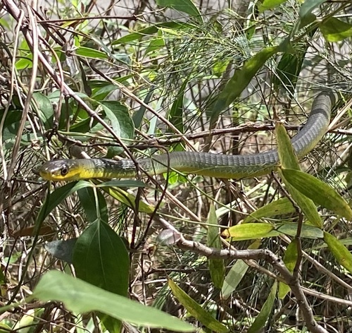 Common Tree Snake sighting