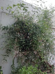 Jasminum officinale