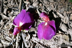 Canavalia bonariensis