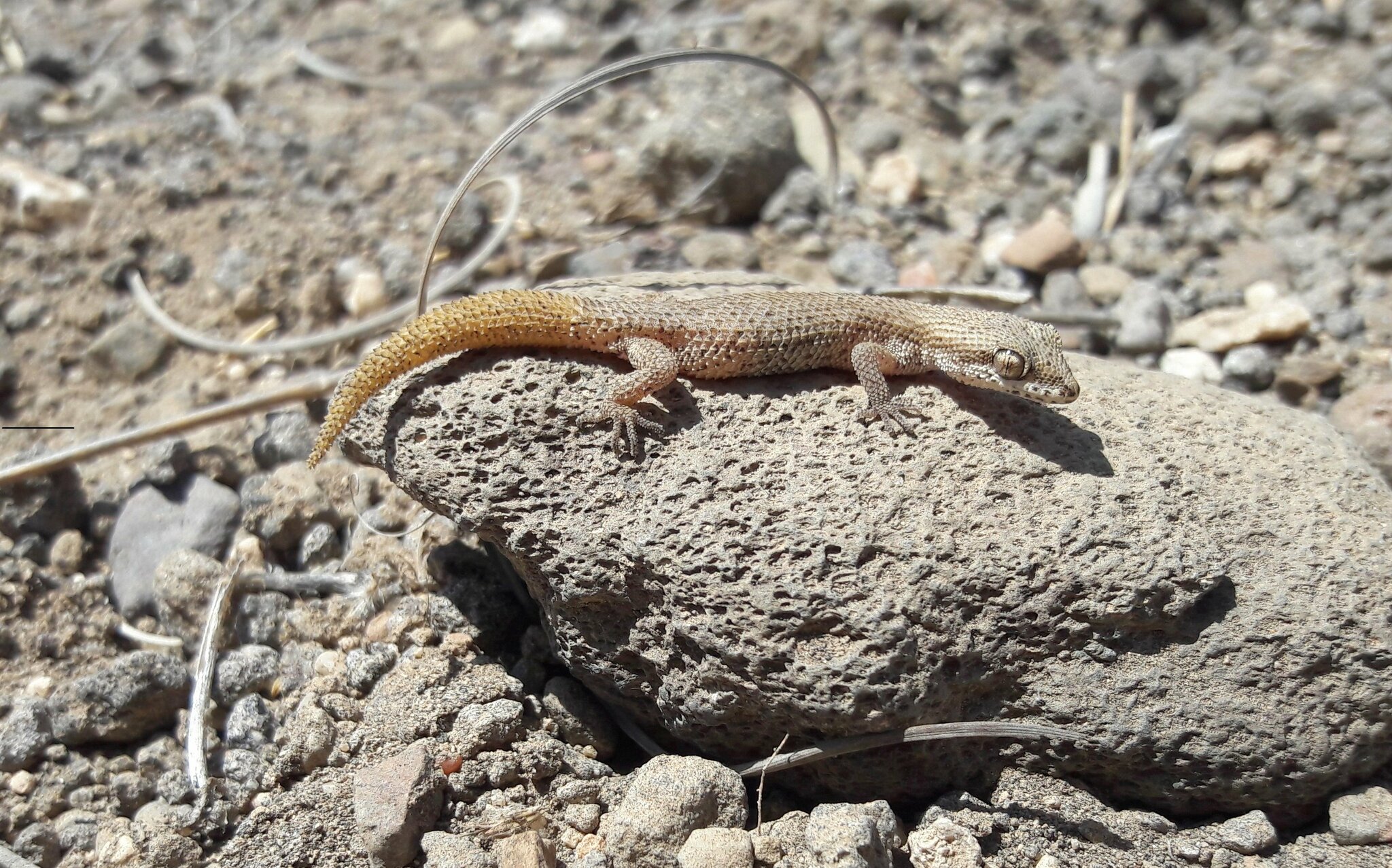 Parker's Pigmy Gecko photo 3