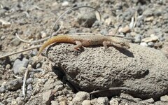 Parker's Pigmy Gecko photo 2
