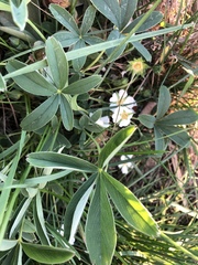 Potentilla alba