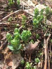 Hylotelephium telephium