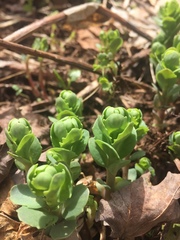 Hylotelephium telephium