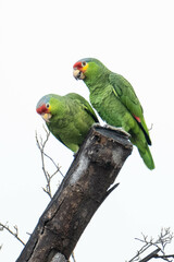 Red-Lored Amazon photo 3