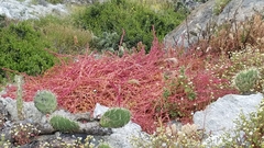 Aphanisma blitoides
