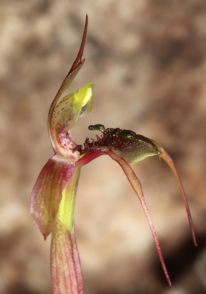 Chiloglottis anaticeps
