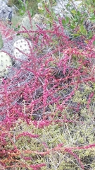 Aphanisma blitoides