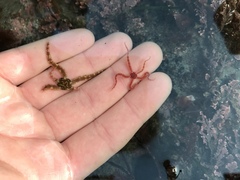 Ophiactoidea