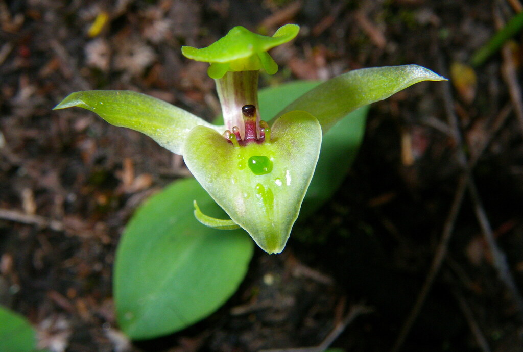 Chiloglottis chlorantha