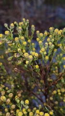 Amblyopappus pusillus