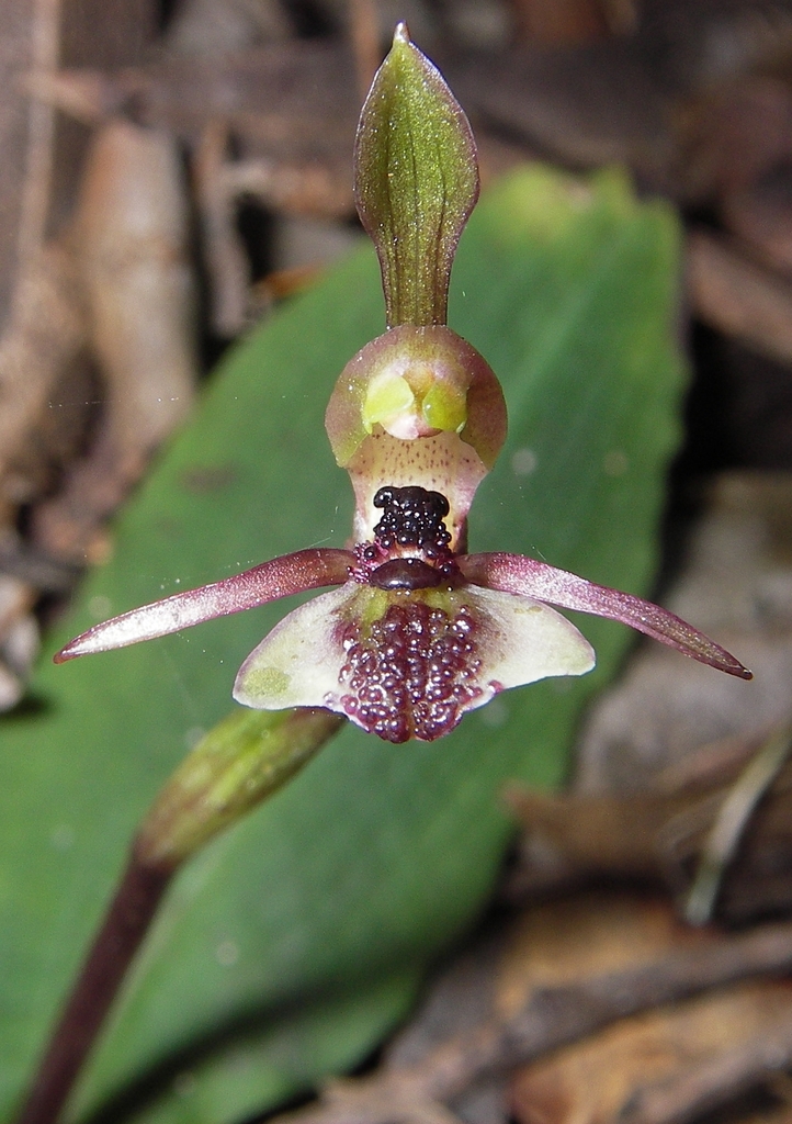 Chiloglottis formicifera