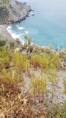 Amblyopappus pusillus