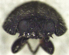 Telsimia subviridis
