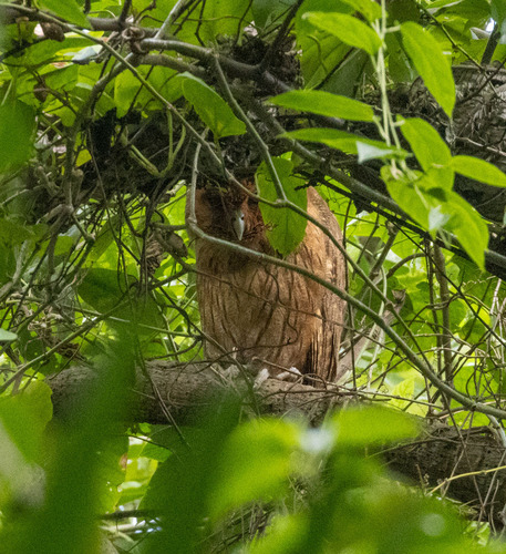 Jamaican Owl (Asio grammicus), photo 2