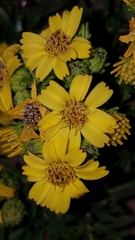 Deinandra clementina