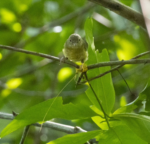 Blue Mountain Vireo (Vireo osburni), photo 5