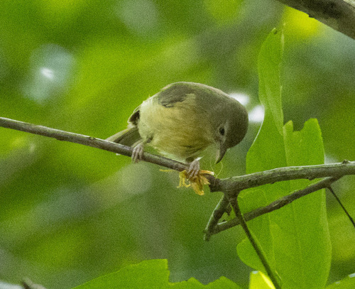 Blue Mountain Vireo (Vireo osburni), photo 3